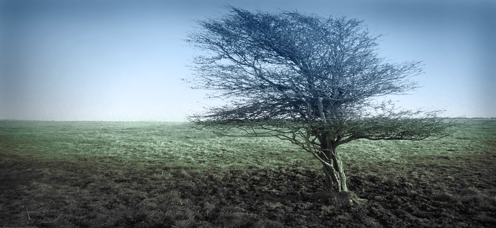 Sunday December 28th (2014) Lone Tree width=