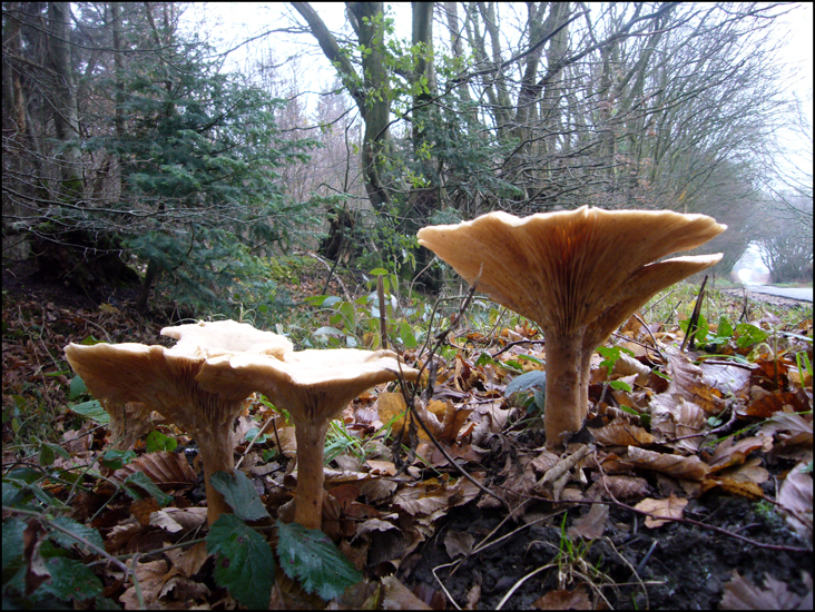 Tuesday January 3rd (2012) What more Fungi ? width=