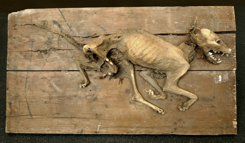 Friday July 2nd (2010) Desiccated Fox width=