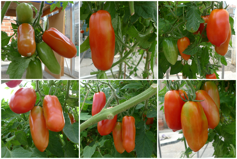 Sunday September 16th (2012) A good crop width=