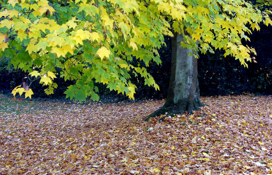 Friday October 26th (2007) Henrietta Park, Bath width=