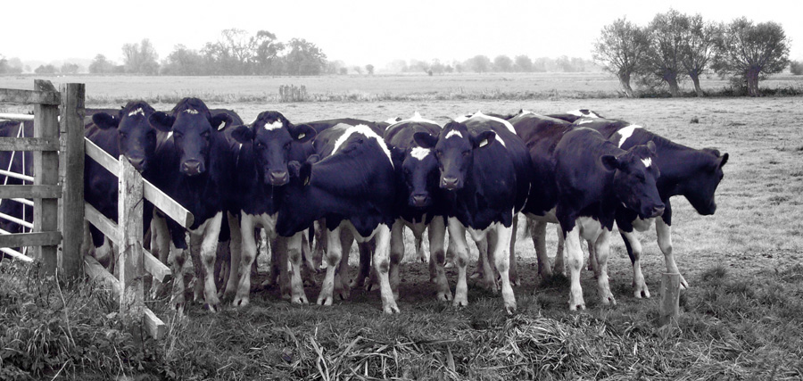 Saturday October 6th (2007) Cows width=