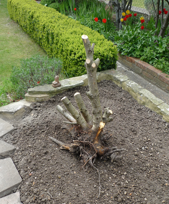 Wednesday April 21st (2021) Photinia × fraseri 'Red Robin' width=