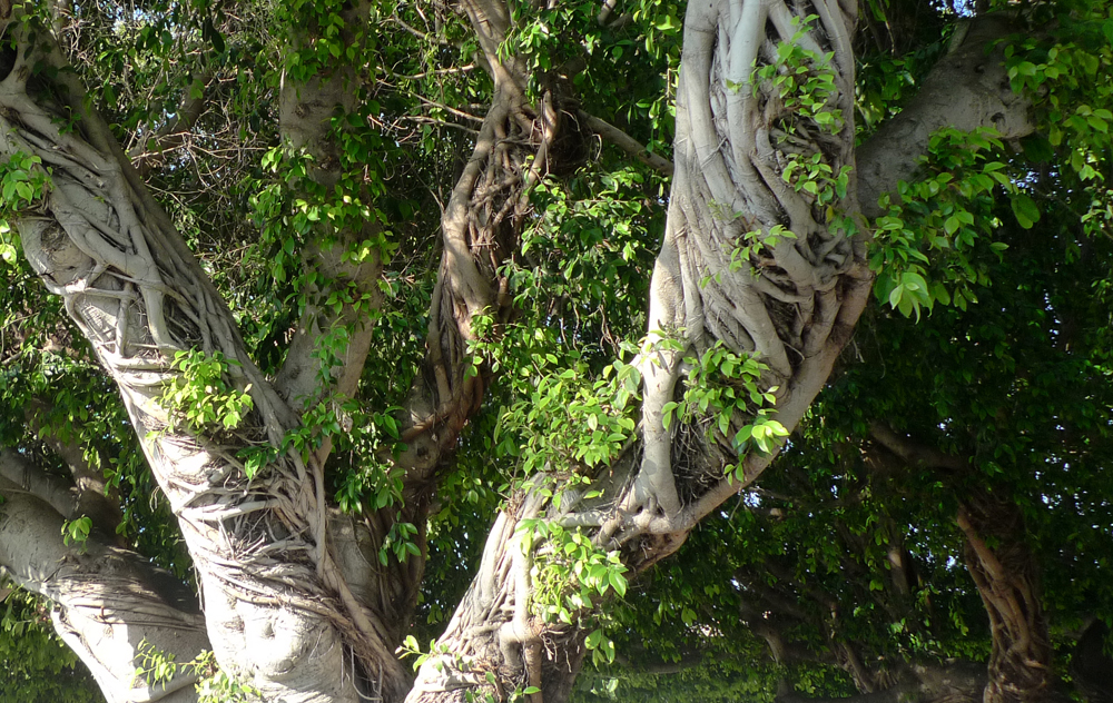 Thursday June 15th (2023) Tree being strangled. width=