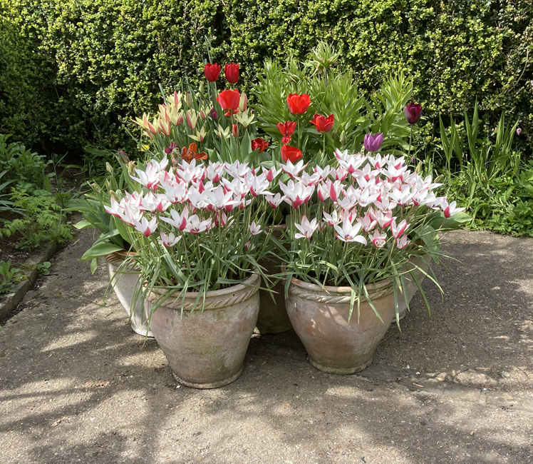 Sunday April 17th (2022) Tulips width=