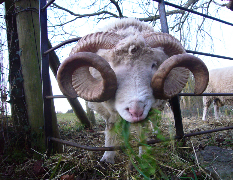 Saturday January 3rd (2009) Ram width=