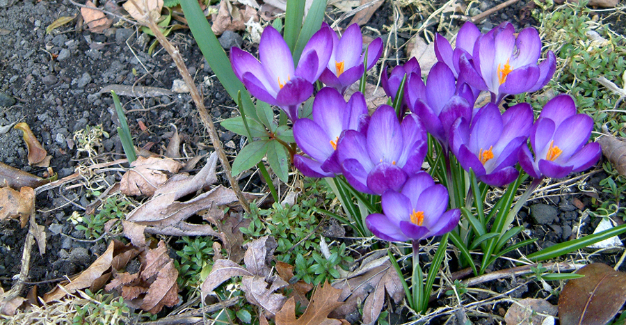 Saturday March 18th (2006) Flowers width=