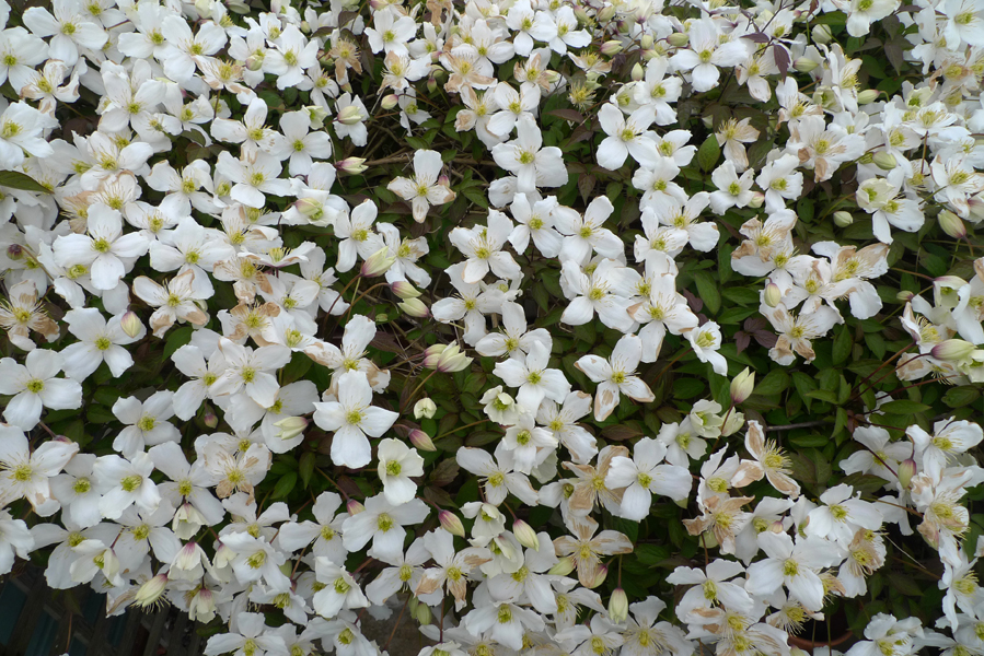 Tuesday May 2nd (2017) I say it every year … width=