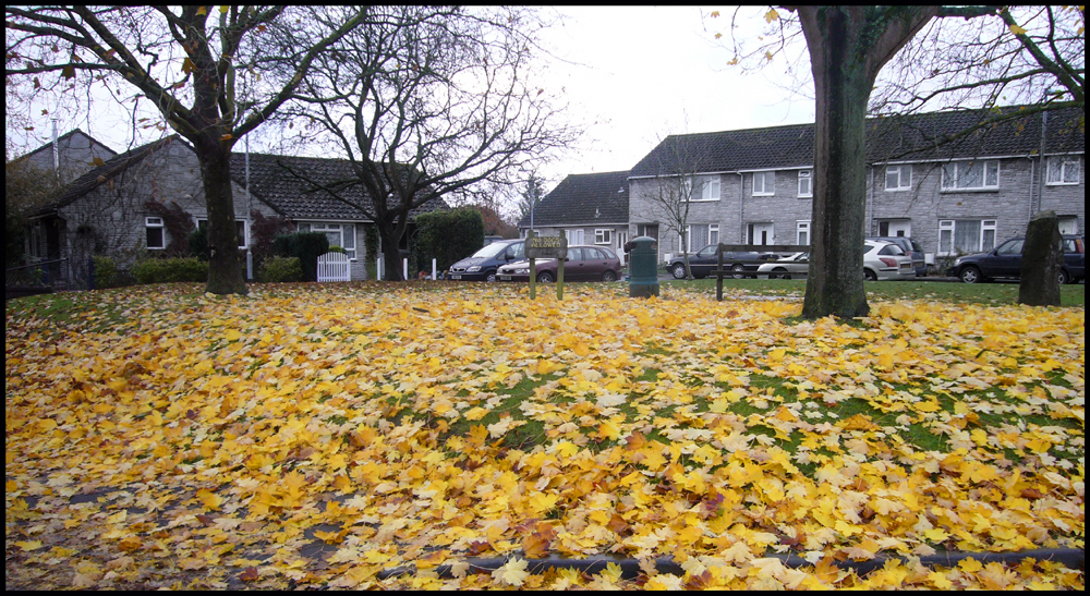 Tuesday November 18th (2008) No Dogs Allowed width=