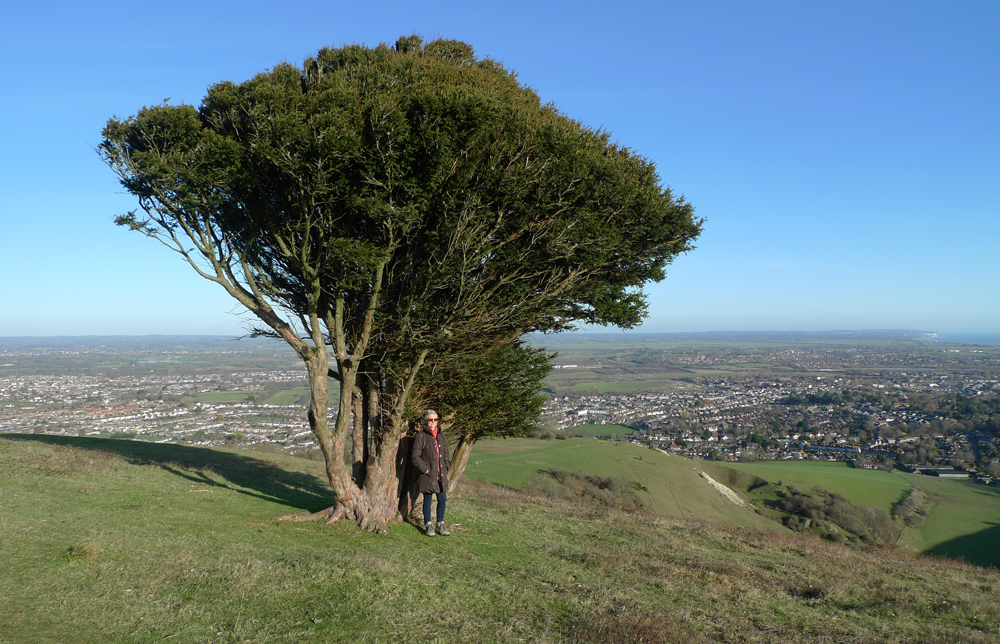 Thursday December 26th (2019) An Isolated Yew width=