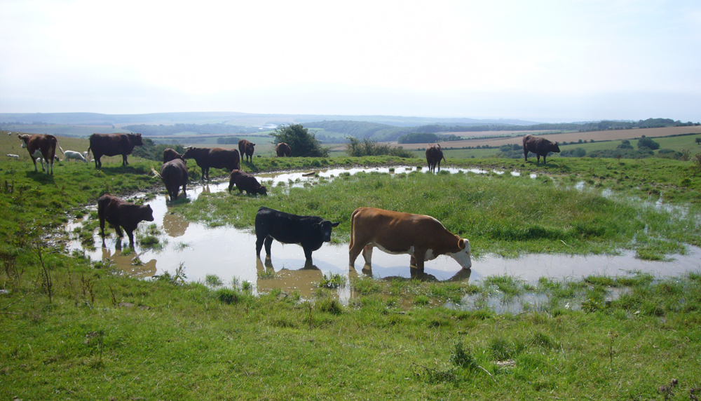 Friday August 28th (2015) Cows drinking ... width=