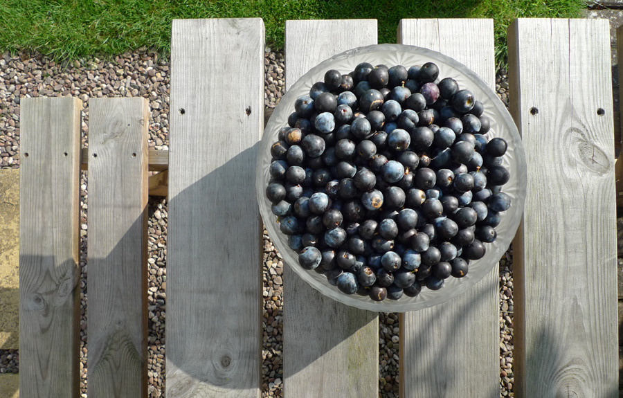 Wednesday September 3rd (2014) It's Sloetime width=