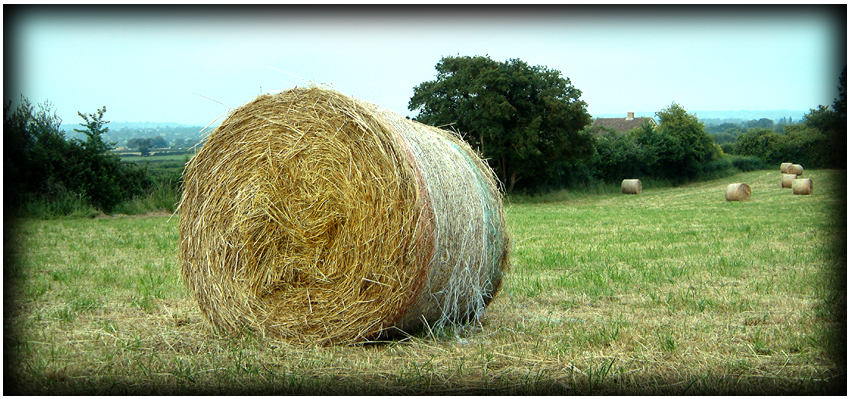 Thursday June 29th (2006) Field width=