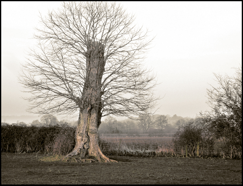 Tuesday March 17th (2009) You can't keep a good tree down. width=