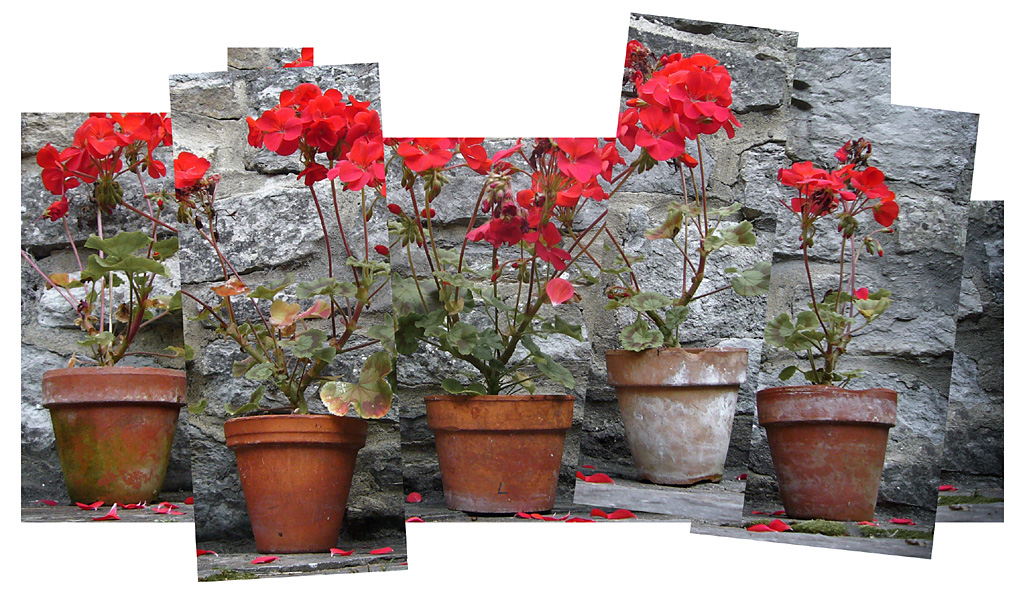 Tuesday August 28th (2007) Flowers width=