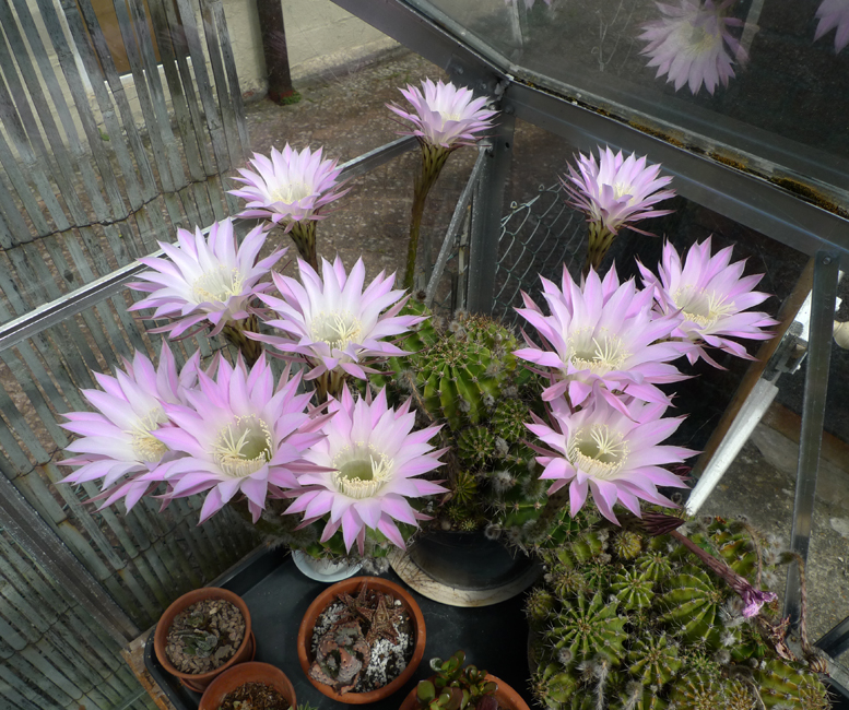 Saturday May 23rd (2020) Meg's cactus is in flower again. width=