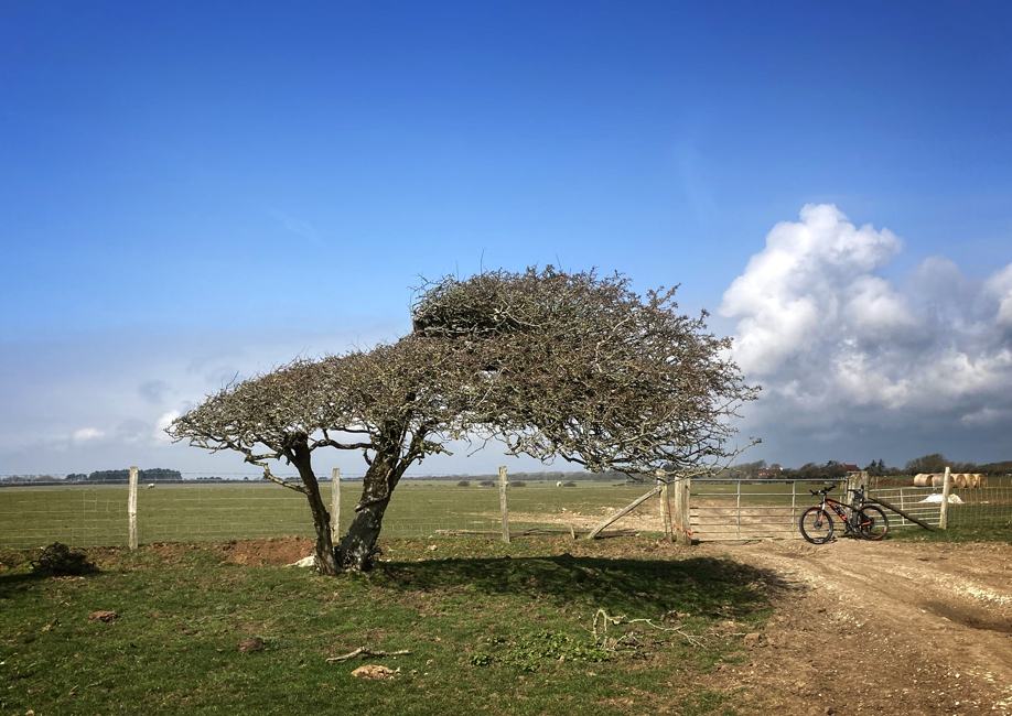 Tuesday March 23rd (2021) Prevailing wind (No.8) width=