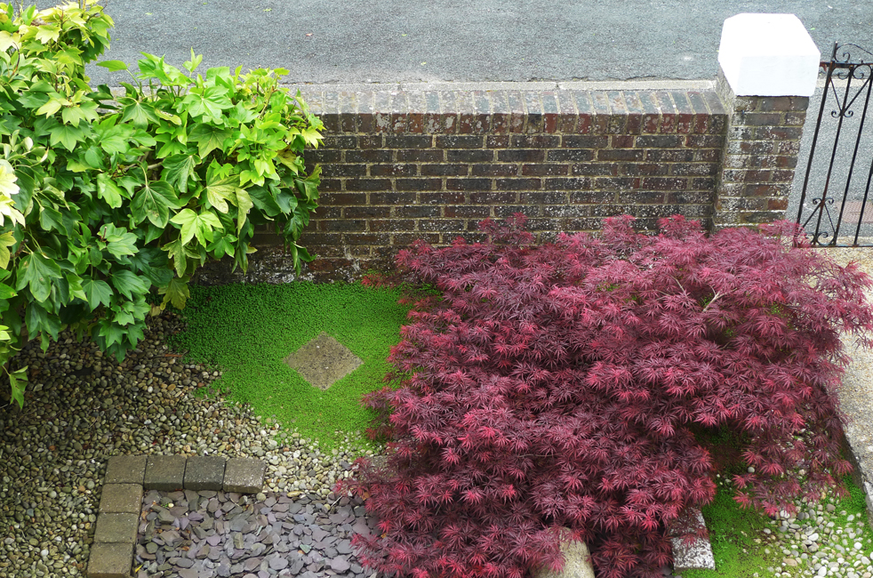 Wednesday May 23rd (2018) Acer in the front garden ... width=