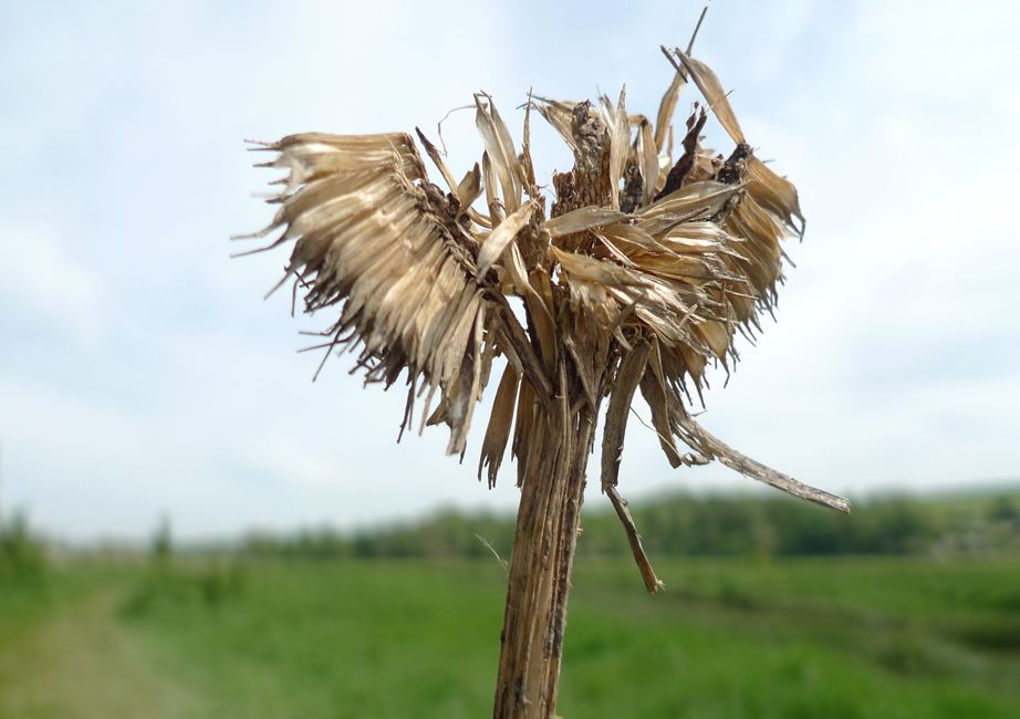 Sunday May 10th (2020) Damaged seed head width=