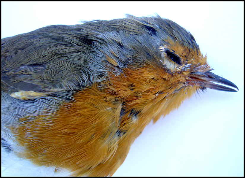 Wednesday September 30th (2009) Dead Robin width=