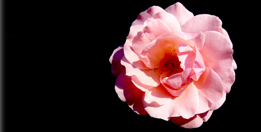 Tuesday July 18th (2006) Pink Rose width=