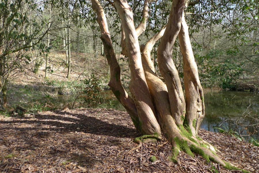 Tuesday March 10th (2015) Rhododendron Loderi width=