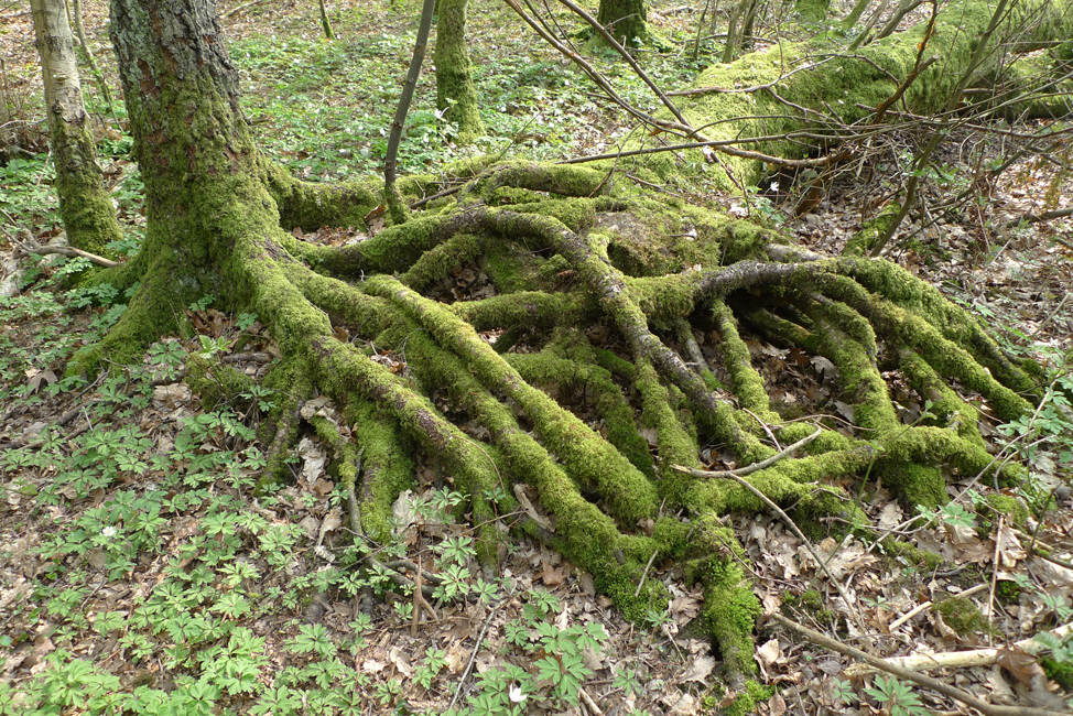 Sunday March 31st (2019) Moss covered roots ... width=