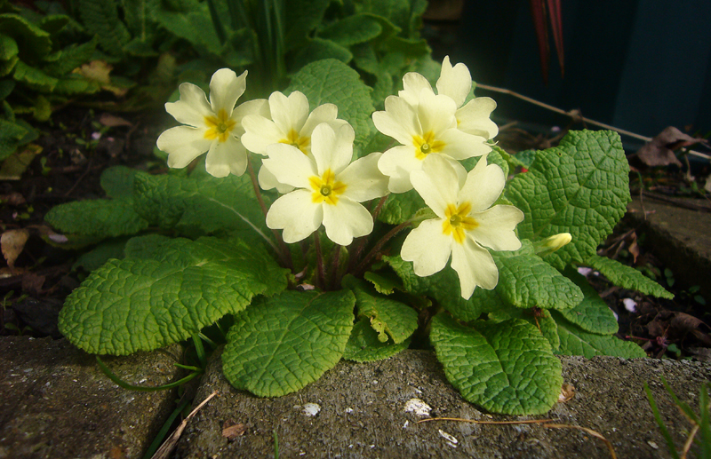 Sunday March 11th (2007) Primroses width=