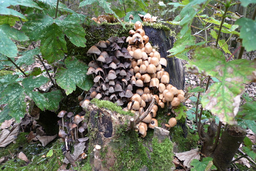 Sunday October 26th (2014) Fungi in Friston Forest. width=