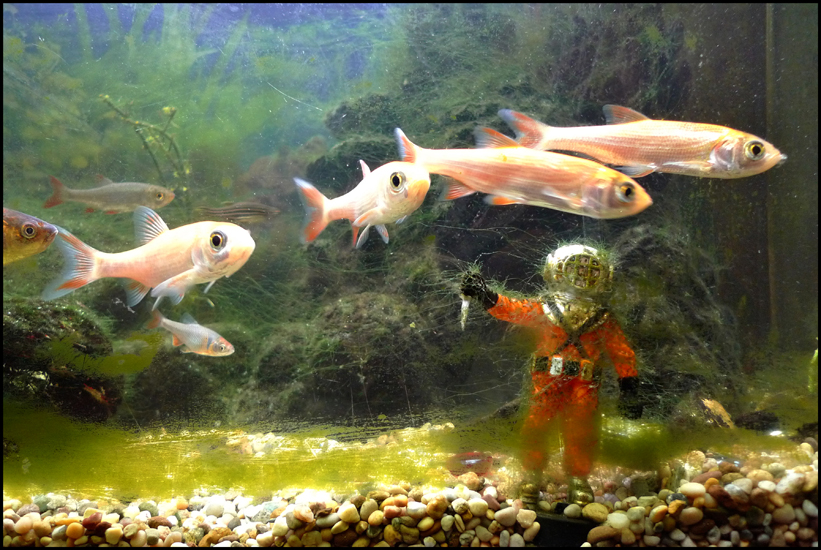 Wednesday December 23rd (2009) Diver width=