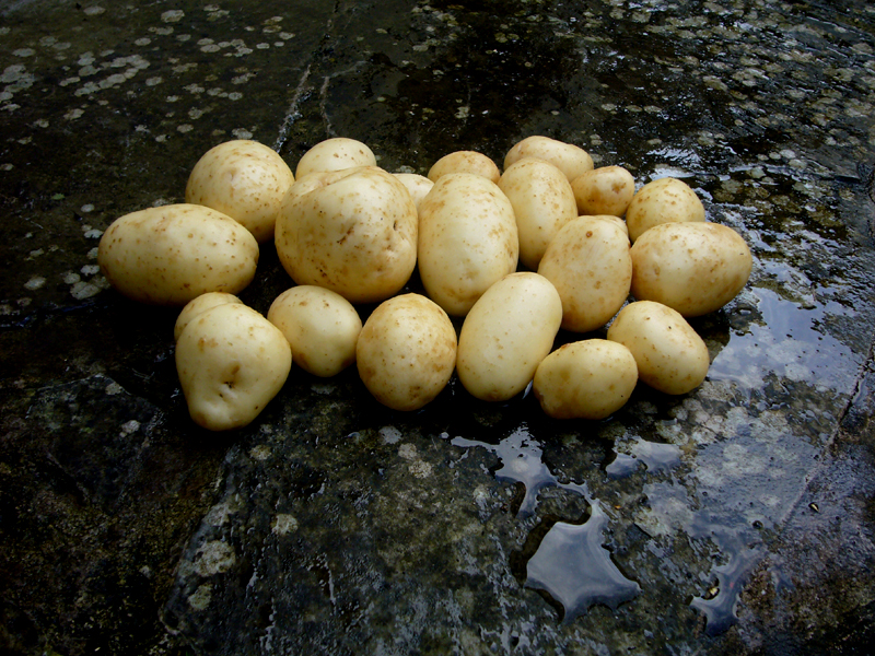 Tuesday August 26th (2008) Potatoes width=