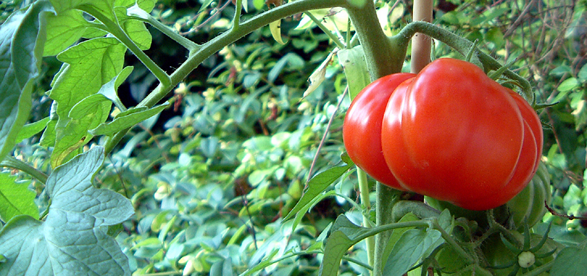 Sunday September 24th (2006) Almost Ready..... width=