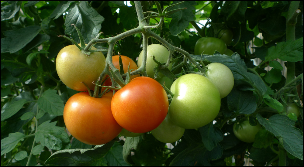 Wednesday September 18th (2013) Ripening in stages width=