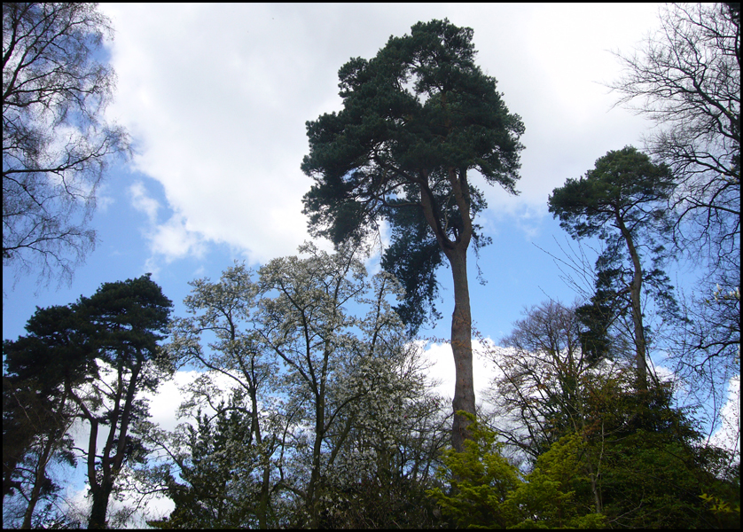 Sunday September 29th (2013) Sky and trees. width=