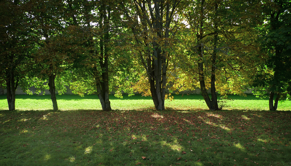 Monday October 19th (2015) Trees in West Dean width=