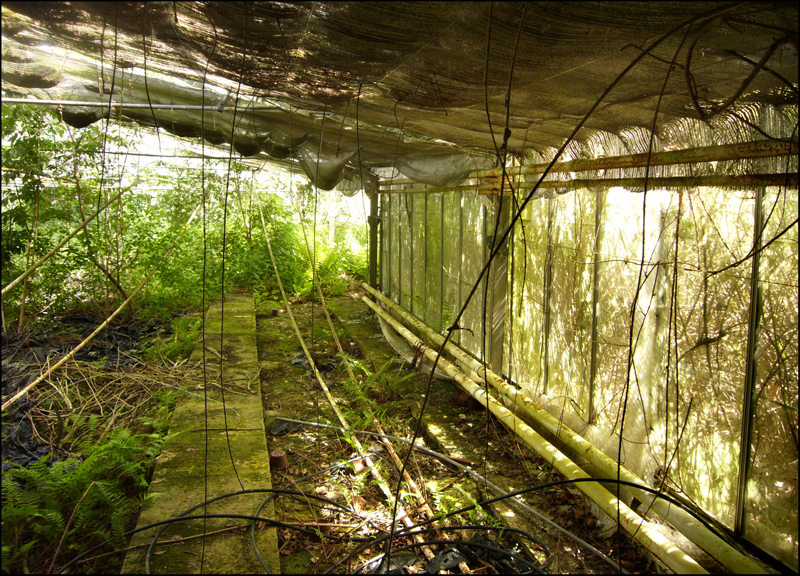 Friday May 6th (2011) Neglected Greenhouse near Hellingly width=