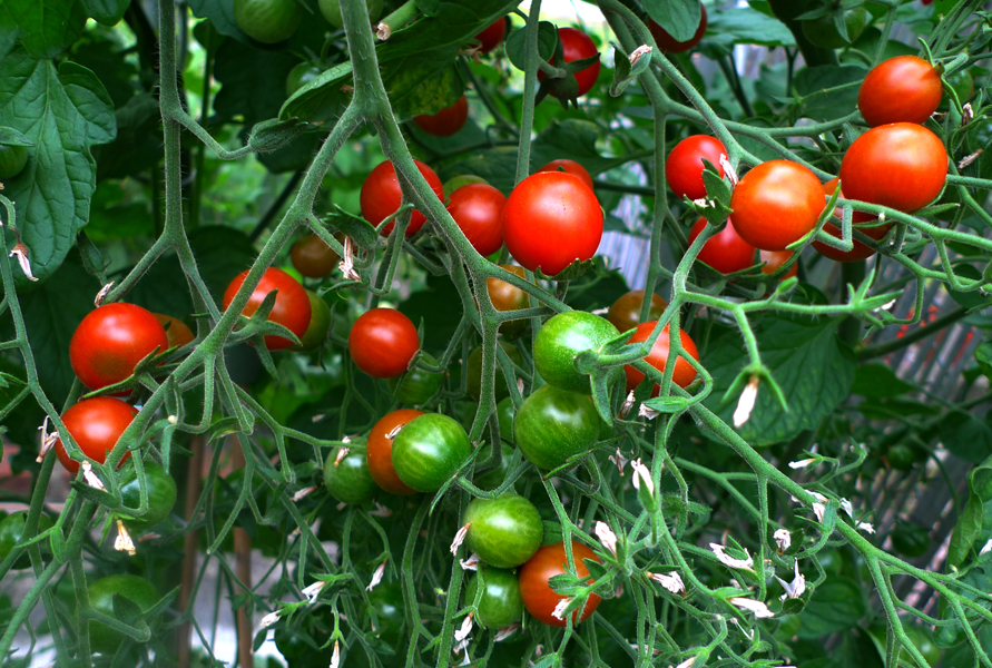 Thursday August 6th (2015) A good crop this year. width=