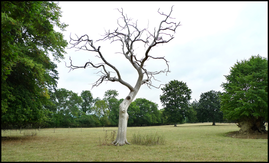Friday September 10th (2010) Dead Tree width=
