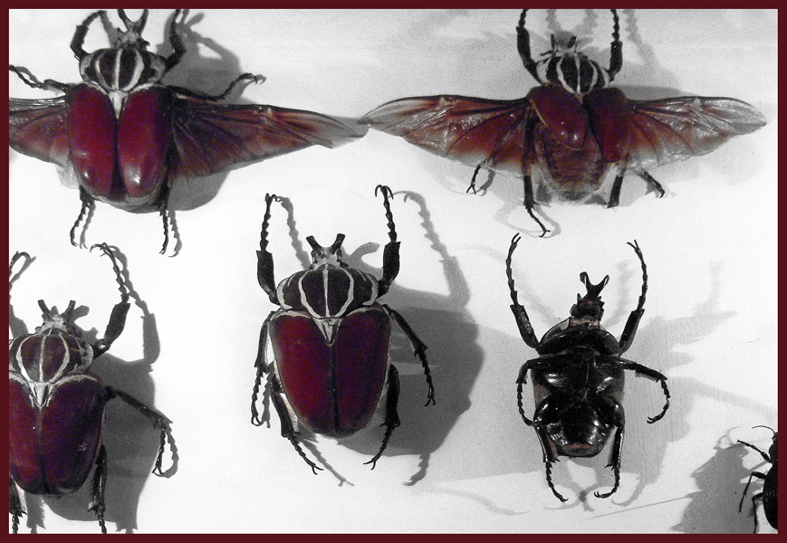 Thursday July 10th (2008) Goliathus Gigantius width=