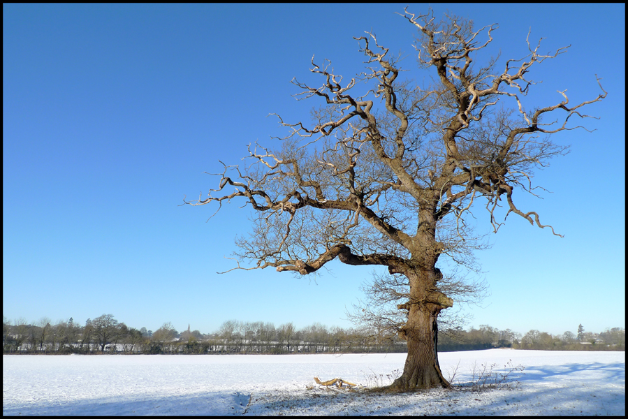 Friday January 8th (2010) Old Oak width=