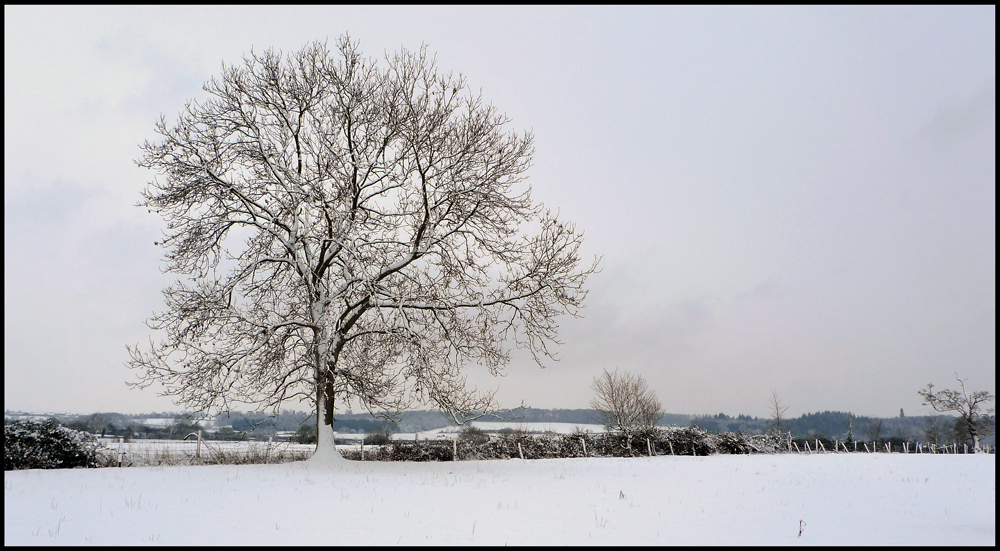 Sunday January 10th (2010) The very last tree width=