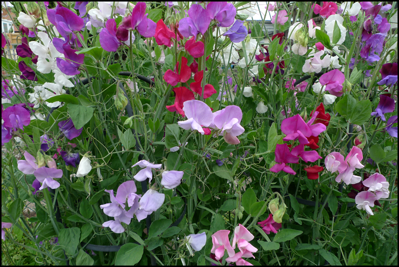 Wednesday June 22nd (2011) Jude's Sweet Peas width=