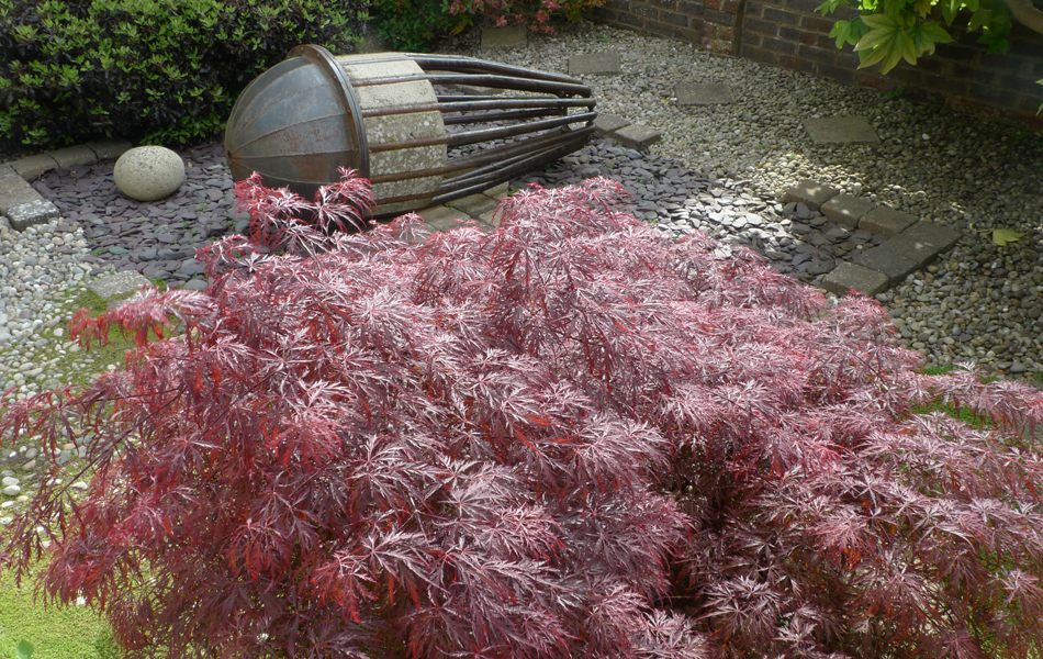 Saturday May 6th (2017) Wingnut and Acer width=