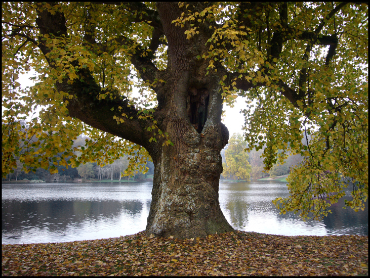 Thursday October 29th (2009) Stourhead Tree width=