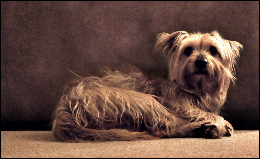 Saturday December 29th (2012) Scruffy  width=