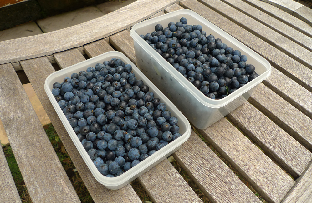 Saturday August 29th (2020) It's Sloe time width=