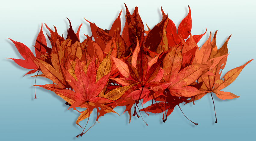 Saturday December 2nd (2006) Acer leaves width=