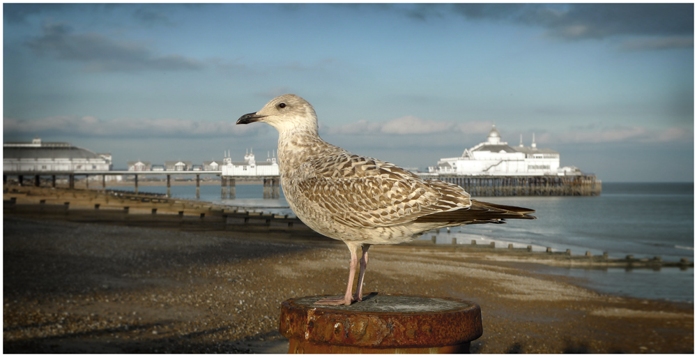 Saturday October 19th (2013) Young Seagull width=