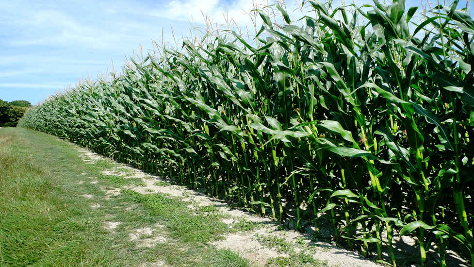 Thursday August 7th (2014) Corn in perspective. width=