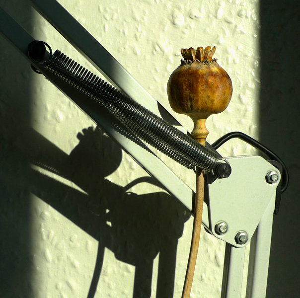 Tuesday September 29th (2015) Seed head ... width=